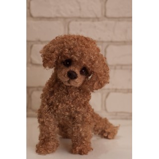 Puppy Jessie Poodle Dog